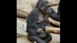 德国动物园疫情期间加强预防措施保护刚出生的大猩猩