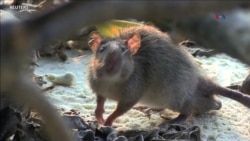 CIENCIA/SALUD: Ratas nocivas para arrecifes de coral