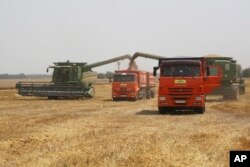 Petani Rusia memanen gandum di Tbilisskaya (foto: dok). Rusia membatasi ekspor biji-bijian untuk mencegah inflasi pangan.