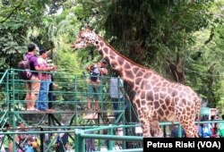 Pengunjung memberi pakan jerapah di Kebun Binatang Surabaya. Jerapah adalah salah satu satwa yang akan dicarikan pasangan untuk pengembangbiakan, 24 Mei 2019. (Foto: Petrus Riski/VOA)