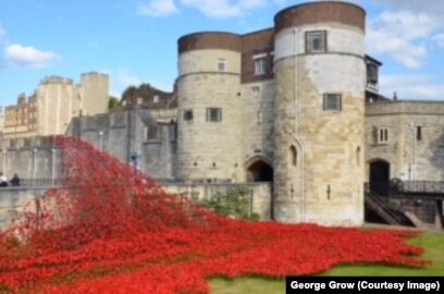 645,000 bright red poppies to adorn National Mall for Memorial Day