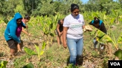 Lissethe Escalante, productora agrícola de Nicaragua, se ha dedicado en los 17 últimos años a esta labor, que tradicionalmente ha sido un oficio para hombres.