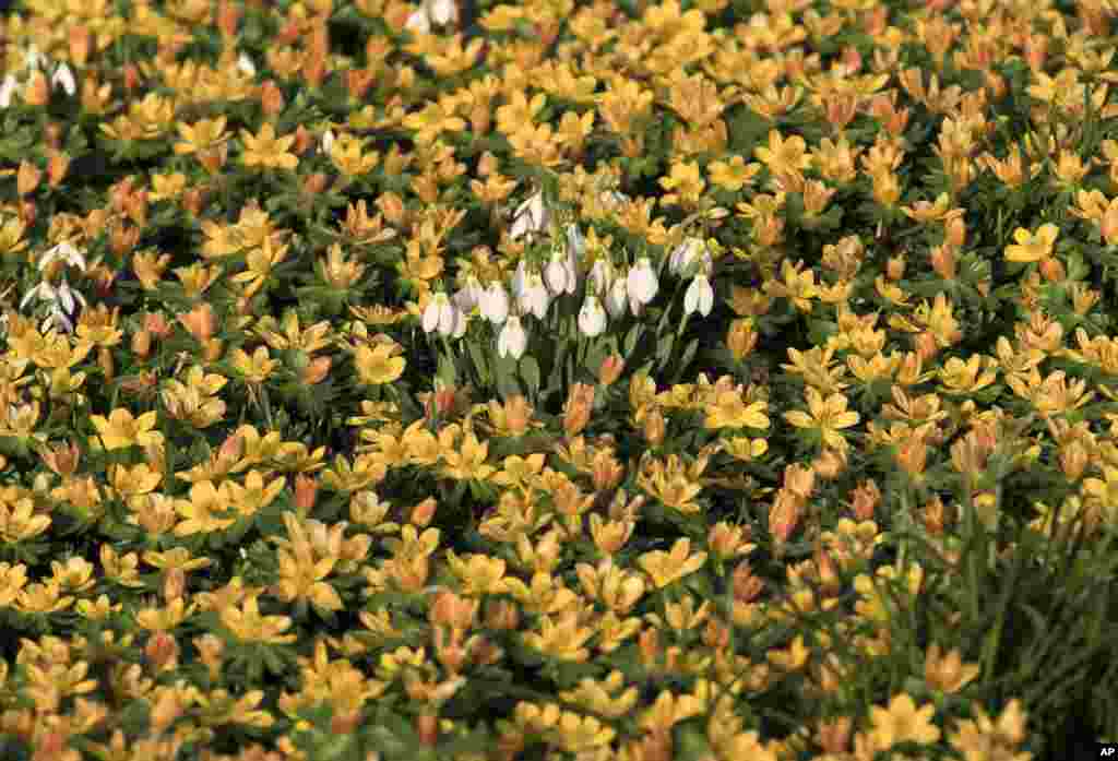 Freshly sprung snowdrops are surrounded by winter aconites on an unseasonably warm winter day in Bucharest, Romania.