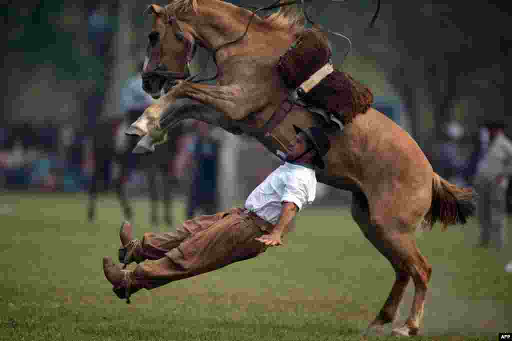 Seorang koboi jatuh setelah menunggangi seekor kuda muda dalam eksibisi rodeo perayaan &#39;Tradition Day&#39; di San Antonio de Areco, Argentina, tanggal 8 November 2015.