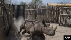 Un rhinocéros noir court dans un enclos dans le parc national de Zakouma, le 4 mai 2018.