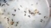 France's Sanofi to Work With US Military on Zika Vaccine