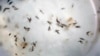 Projections: Zika Could Infect More Than 93 Million in Americas 