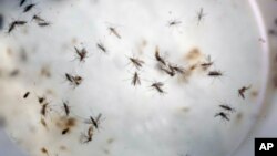 FILE - Aedes aegypti mosquitoes are seen in a mosquito cage at a laboratory in Cucuta, Colombia, Feb. 11, 2016.