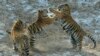 Les tigres menacés par le boom de la construction en Asie 