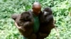 Mokomboso moko ya ngomba abengamaka “Ndakasi” ekufi na parc ya Virunga