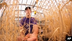 Wheat researcher at work in a greenhouse at Kansas State University.