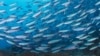 WWF: Ocean Fish Numbers on 'Brink of Collapse'