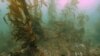 Scientists Work to Save Disappearing Kelp Forests