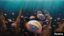 A jellyfish augmented with a microelectronics implant designed by researchers Nicole Xu and John Dabiri is seen in an artist's rendering released January 30, 2020. Rebecca Konte/Caltech/Handout via REUTERS. 