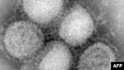 Вакцина против гриппа H1N1 может появиться в ближайшие полгода