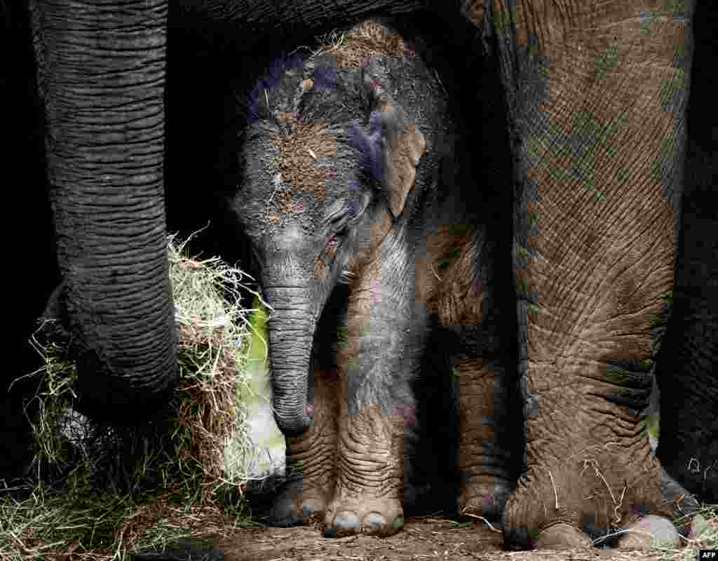 Seekor bayi gajah berusaha berjalan untuk pertama kalinya di kebun binatang DierenPark di kota Amersfoort, Belanda.