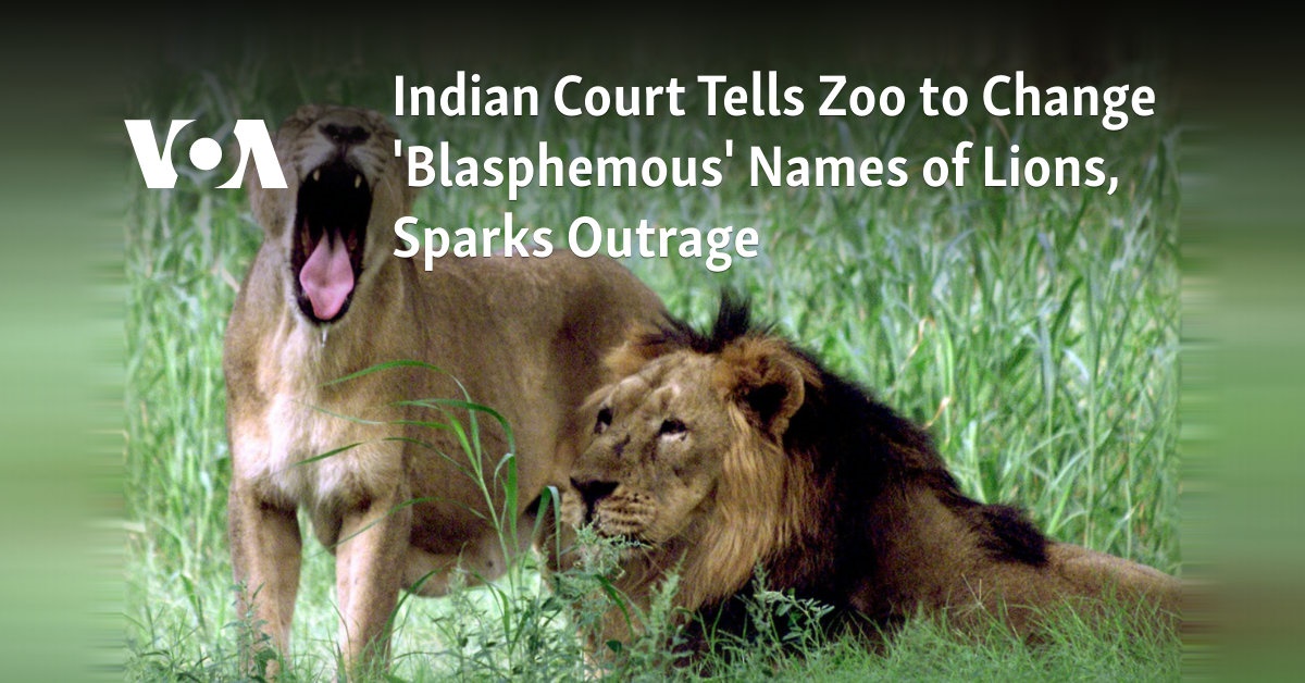 Indian Court Tells Zoo to Change 'Blasphemous' Names of Lions, Sparks Outrage