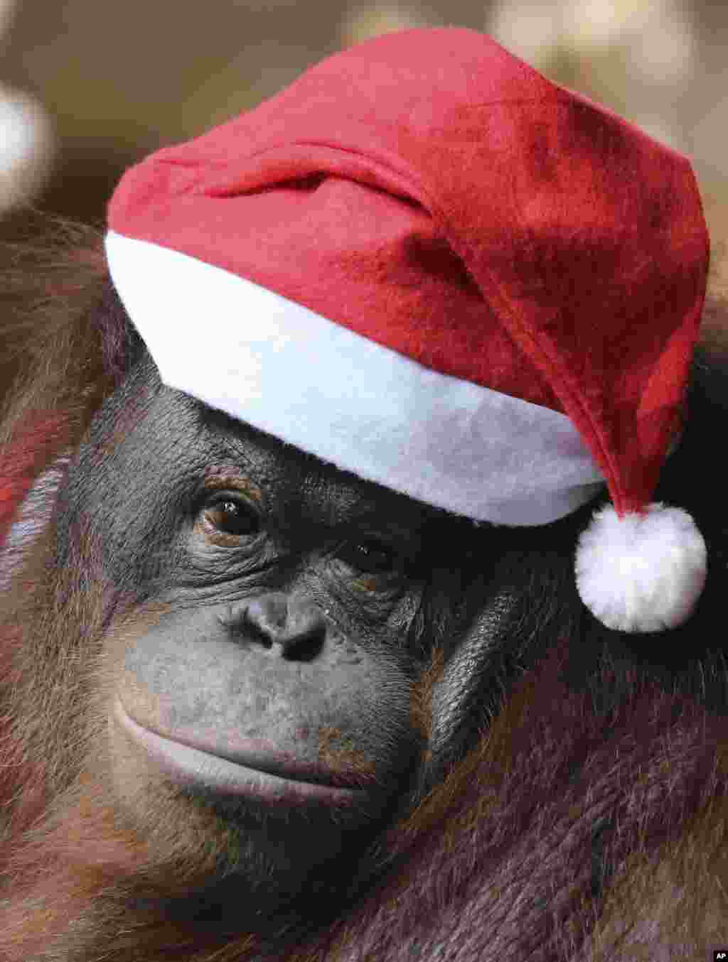 An orangutan named &quot;Pacquiao&quot; dressed in a Santa Claus costume joins an &quot;Animal Christmas Party&quot; at the Malabon zoo in suburban Malabon, north of Manila, the Philippines.