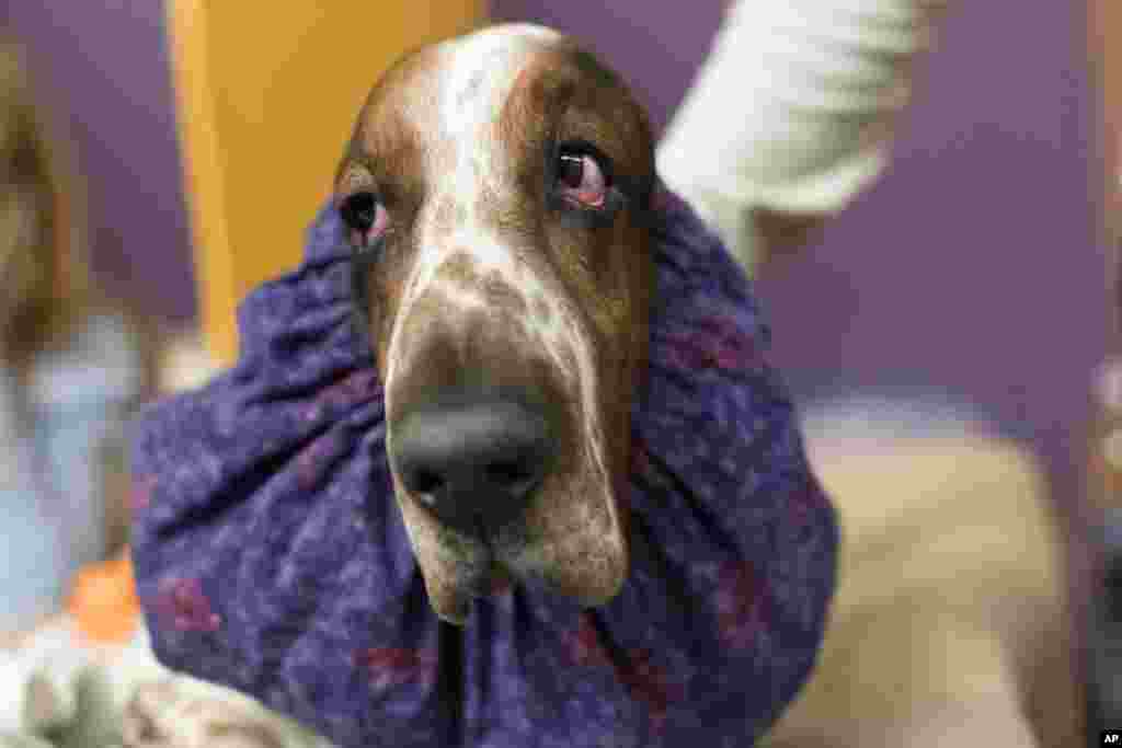 Davis, a basset hound, waits in the staging area during the Westminster Kennel Club Dog Show in New York, Feb. 13, 2017.