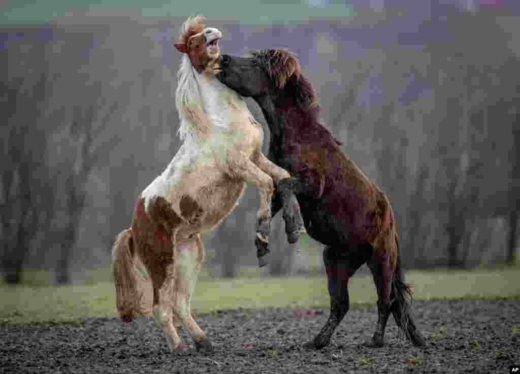 Icelandic horses play in their paddock at a stud farm in Wehrheim near Frankfurt, Germany.