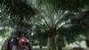US Slaps Import Ban on Malaysian Palm Oil Producer