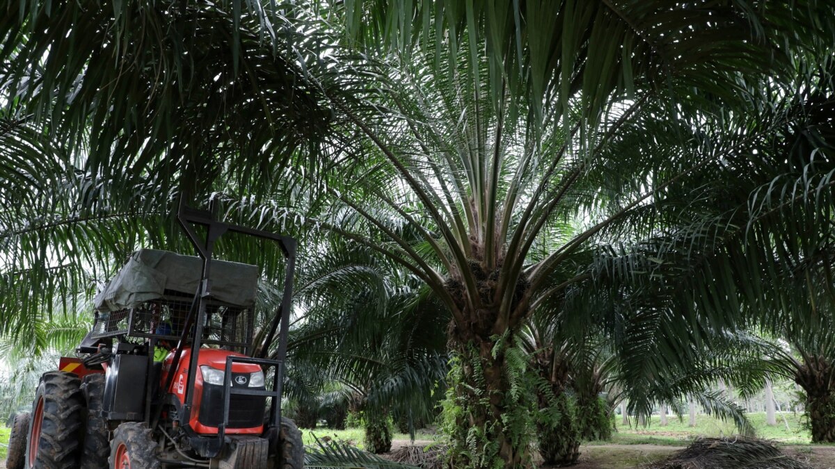 US Slaps Import Ban on Malaysian Palm Oil Producer