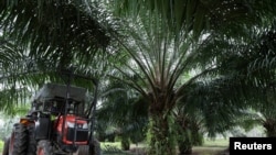 FILE - A mini tractor grabber collects palm oil fruits at a plantation in Pulau Carey, Malaysia, Jan. 31, 2020.