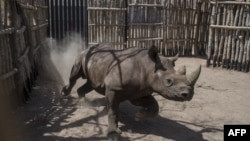 Un rhinocéros noir court dans un enclos dans le parc national de Zakouma, le 4 mai 2018.