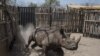 Un rhinocéros noir court dans un enclos dans le parc national de Zakouma, le 4 mai 2018.