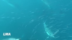 La migration des sardines, une attraction touristique dans le KwaZulu-Natal