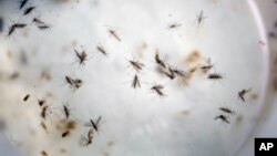 FILE - Aedes aegypti mosquitoes are seen in a mosquito cage at a laboratory in Cucuta, Colombia,Feb. 11, 2016.