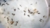 Zika Vaccine Trials Enter Next Phase