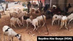 À Dakar, certains vendeurs de moutons s'installent sans précautions sanitaires, le 24 juillet 2020. (VOA/Seydina Aba Gueye)