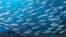 Scientists call oceans the world's most important resource. (Conservation International)