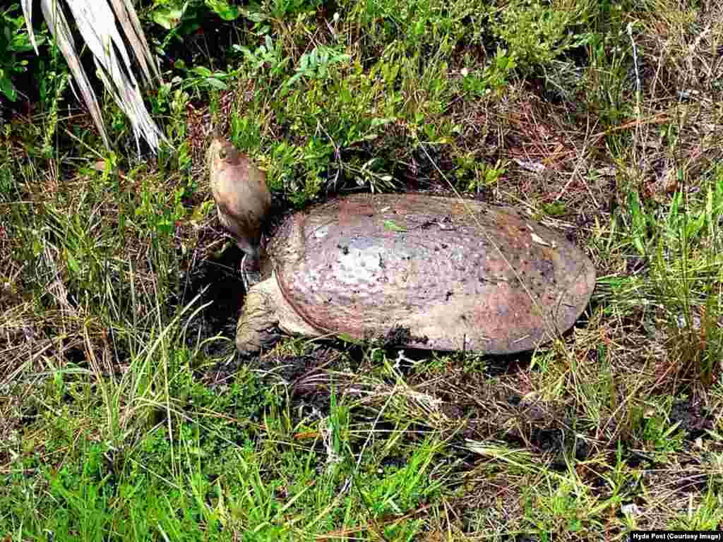 Snapping turtles are one of the dozens of reptiles found in the Okefenokee.