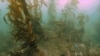 Nature Study: Kelp Helps Fishing, Absorbs CO2