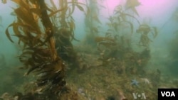 FILE: Representative illustration of undersea kelp bed. Taken Aug. 20, 2013.