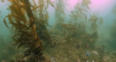 Scientists Work to Save Disappearing Kelp Forests