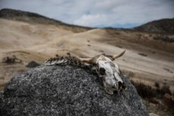 In this Feb. 19, 2019 photo, the bones of an animal lie on a rock during a scientific mission in the Andean mountains.