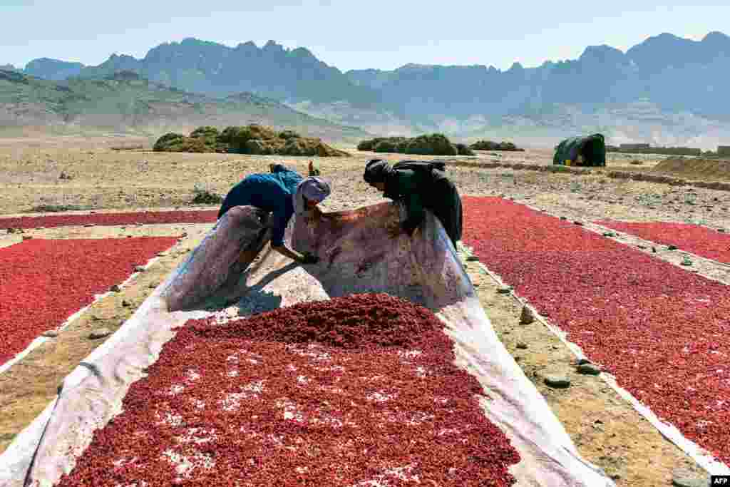 Farmers sundry pomegranate seeds in Kandahar, Afghanistan.