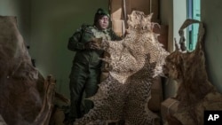 FILE - Ousmane Sambou, a sergeant with Senegal's Direction of National Parks, holds up a confiscated leopard skin at the DPN headquarters in Tambacounda, Senegal on Jan. 13, 2025.