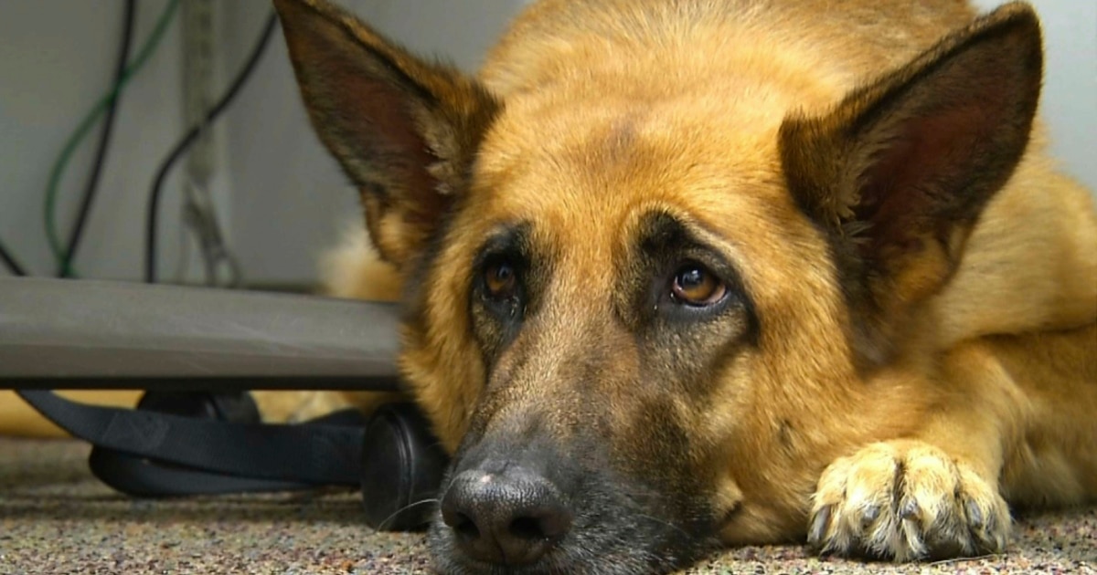 Study: Dogs Evolved to Use Eyes to Connect with Humans