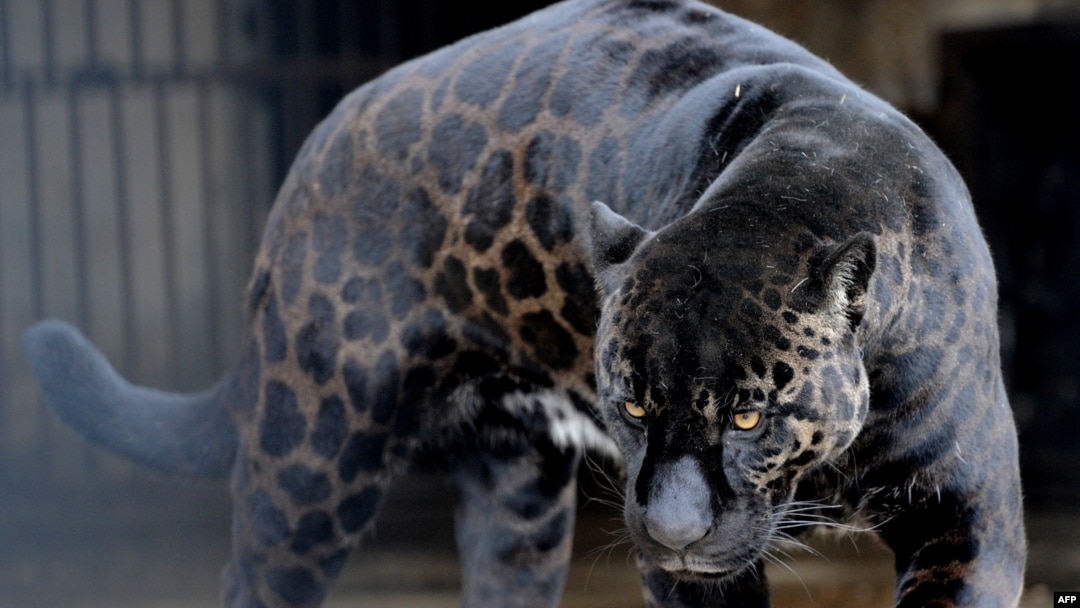 Macan kumbang hitam bernama "Boogie" di kandangnya di Tbilisi, 10 Februari 2010. (Foto: AFP))