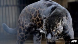 Macan kumbang hitam bernama "Boogie" di kandangnya di Tbilisi, 10 Februari 2010. (Foto: AFP))