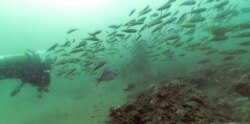 Scad and red snapper swim past divers Alison Soss, Geospatial Analyst, and Kimberly Roberson, Research Coordinator for Gray's Reef National Marine Sanctuary, in this underwater photograph taken while scuba diving on Oct. 28, 2019.