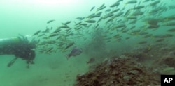 Scad and red snapper swim past divers Alison Soss, Geospatial Analyst, and Kimberly Roberson, Research Coordinator for Gray's Reef National Marine Sanctuary, in this underwater photograph taken while scuba diving on Oct. 28, 2019.
