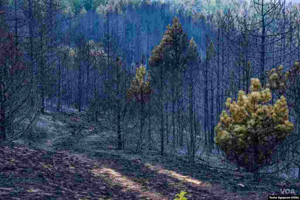 Пожари Малешевија / Wildfires in North Macedonia