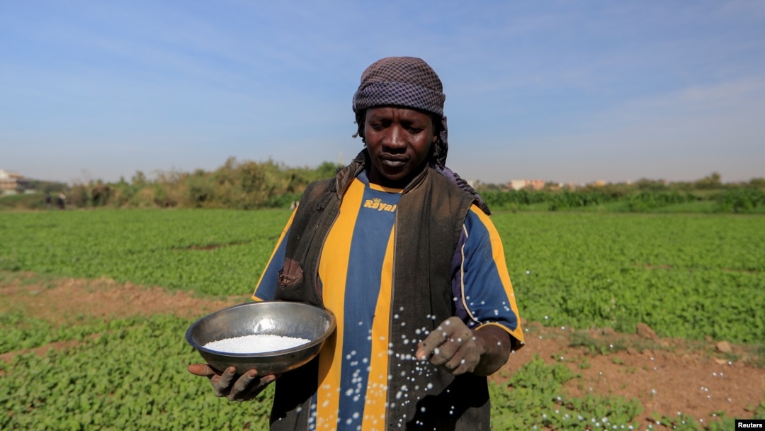 FILE - A farmer sprinkles fertilizer onto crops at a field on Tuti Island, Khartoum, Sudan, Feb. 12, 2020. The island in the middle of the Nile serves as a microcosm for the devastation unleashed by a war that began in April 2023.