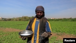 FILE - A farmer sprinkles fertilizer onto crops at a field on Tuti Island, Khartoum, Sudan, Feb. 12, 2020. The island in the middle of the Nile serves as a microcosm for the devastation unleashed by a war that began in April 2023.