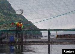 A worker feeds adult trout and salmon inside an open-sea fish farming cage, belonging to the company Russian Aquaculture, at the coastline of the Ura Bay, in the northwestern Murmansk region, Russia, Aug. 2, 2017.